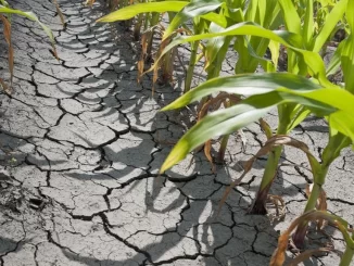 Maisveld in de provincie Buzău, juli 2024 (Foto: Frank Elbers)